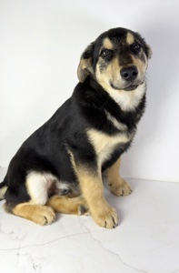 Песик мішка шукає родину