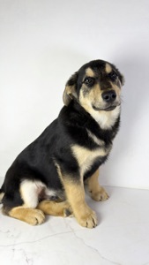 Песик мішка шукає родину