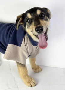 Песик мішка шукає родину