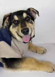 Песик мішка шукає родину