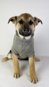 Дівчина шукає родину, буде не велика