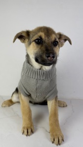 Дівчина шукає родину, буде не велика