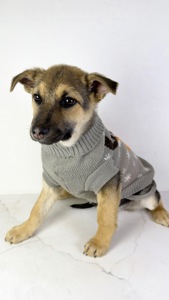 Дівчина шукає родину, буде не велика