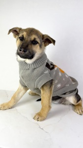 Дівчина шукає родину, буде не велика