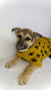 Дівчина шукає родину, буде не велика