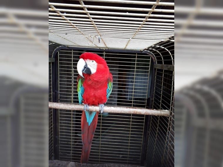 Говорящий Ручной мальчик попугай Ара красный