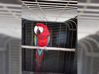 Говорящий Ручной мальчик попугай Ара красный