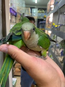 Пташенята папуги монахи квакер каліта