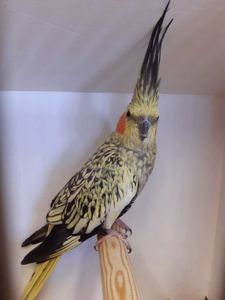 Корела – чудовий подарунок