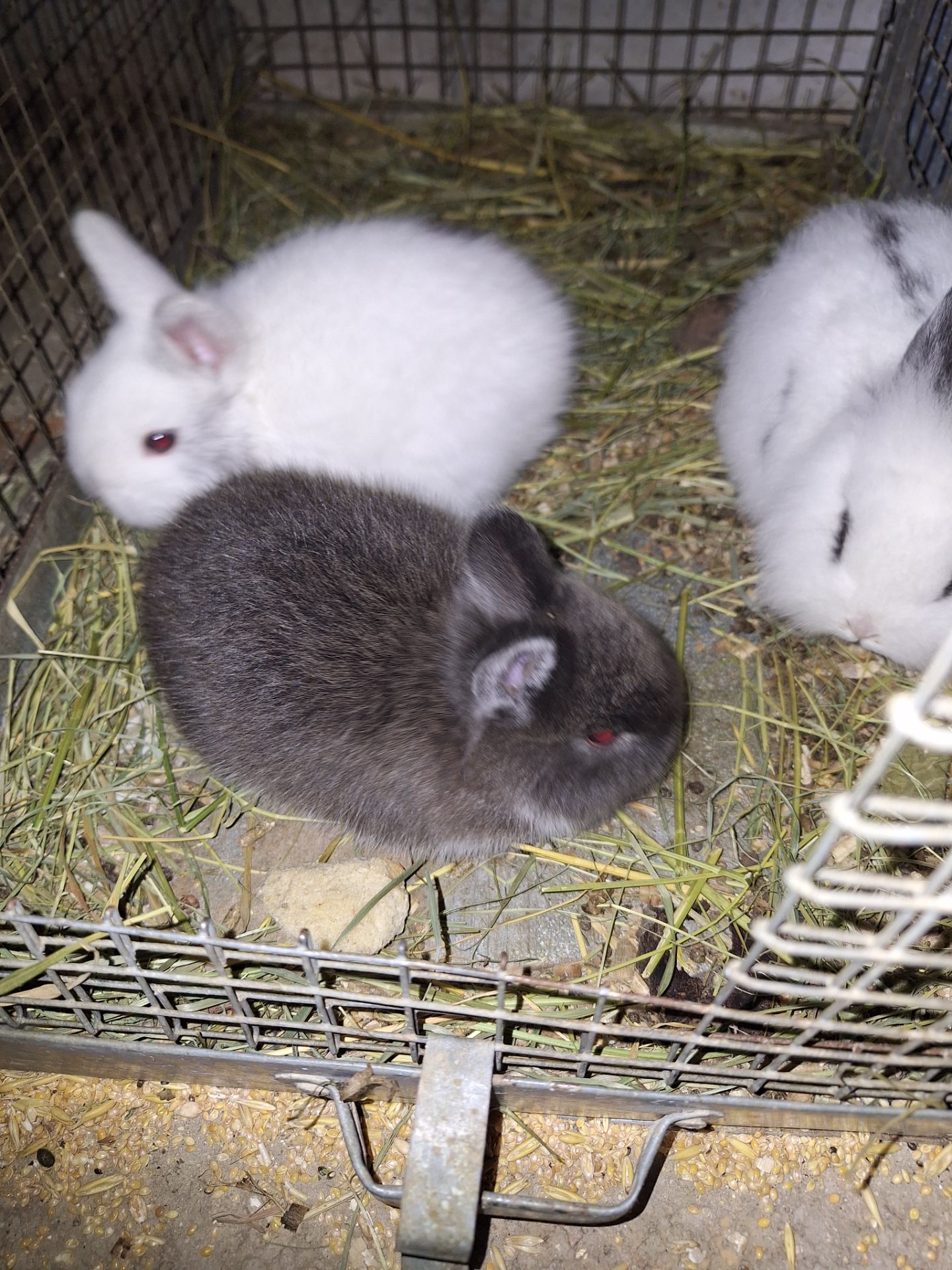 Декоративні кролики