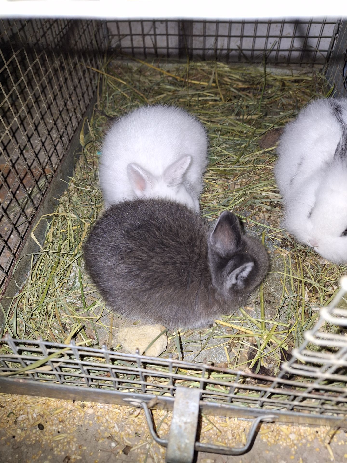 Декоративні кролики