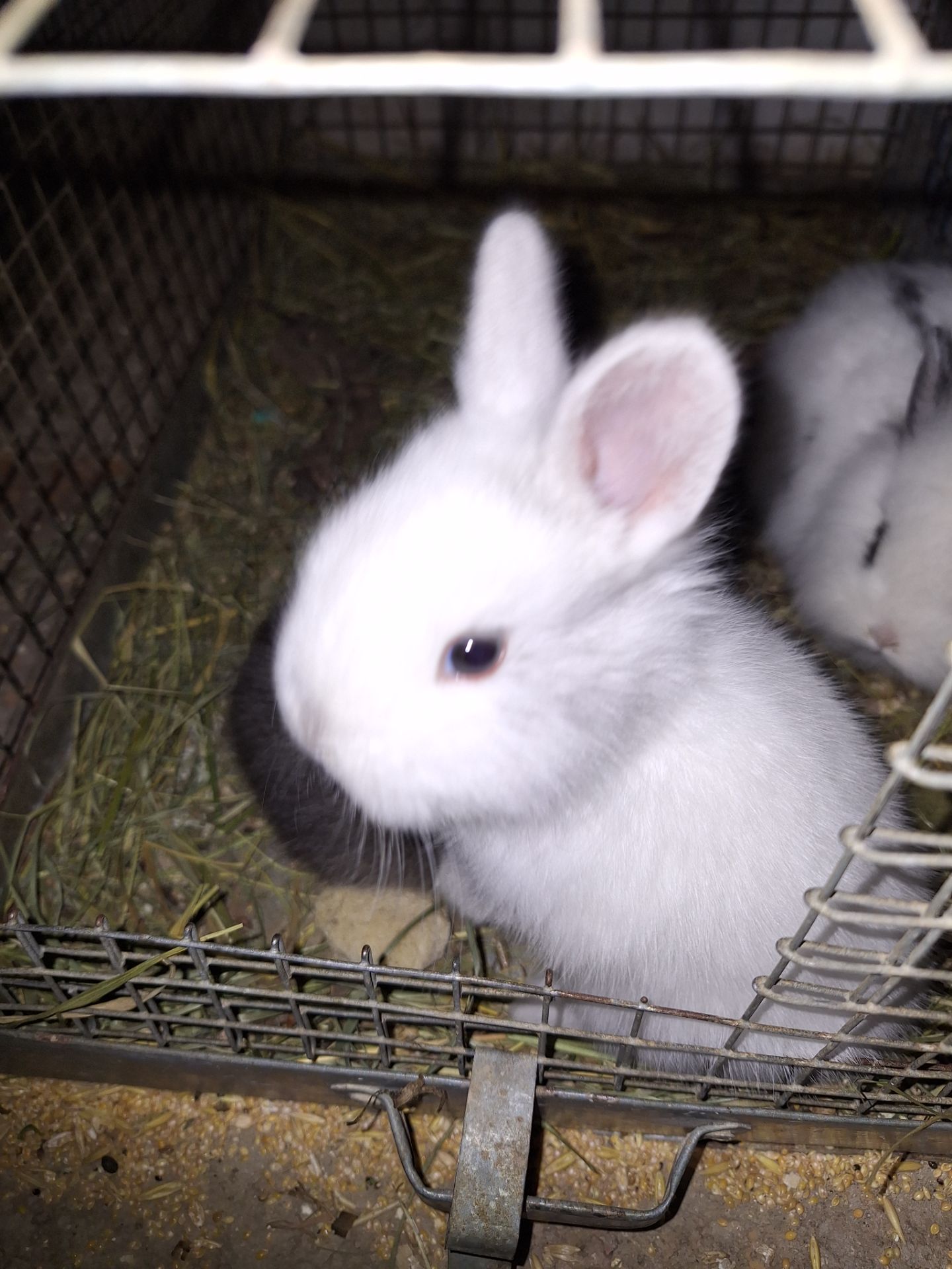 Декоративні кролики