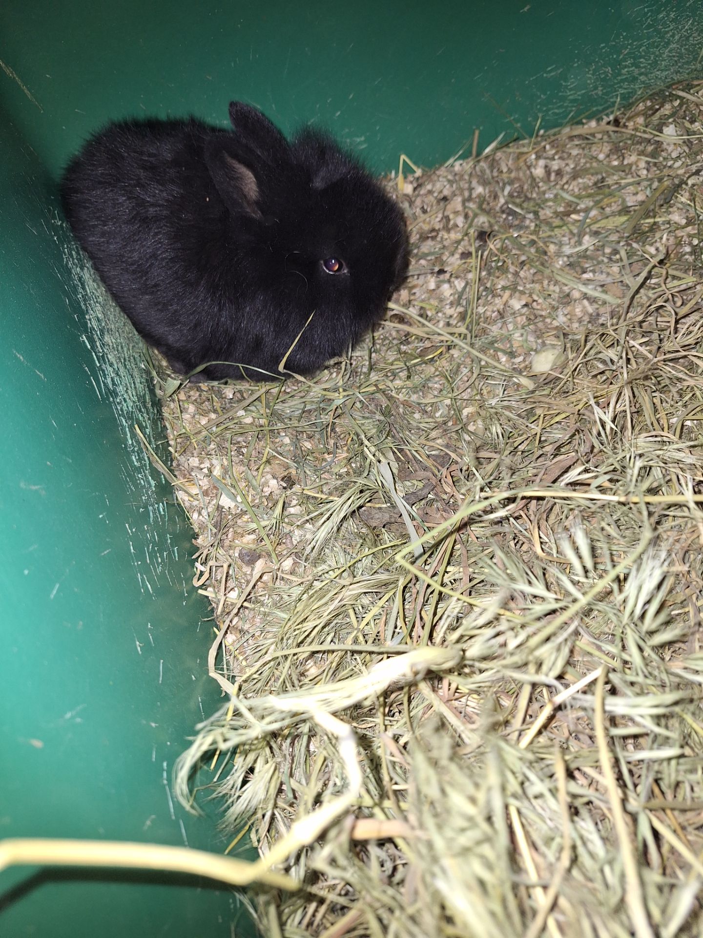 Декоративні кролики