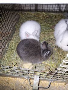 Декоративні кролики