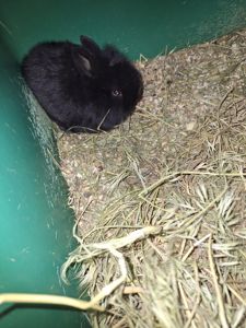 Декоративні кролики