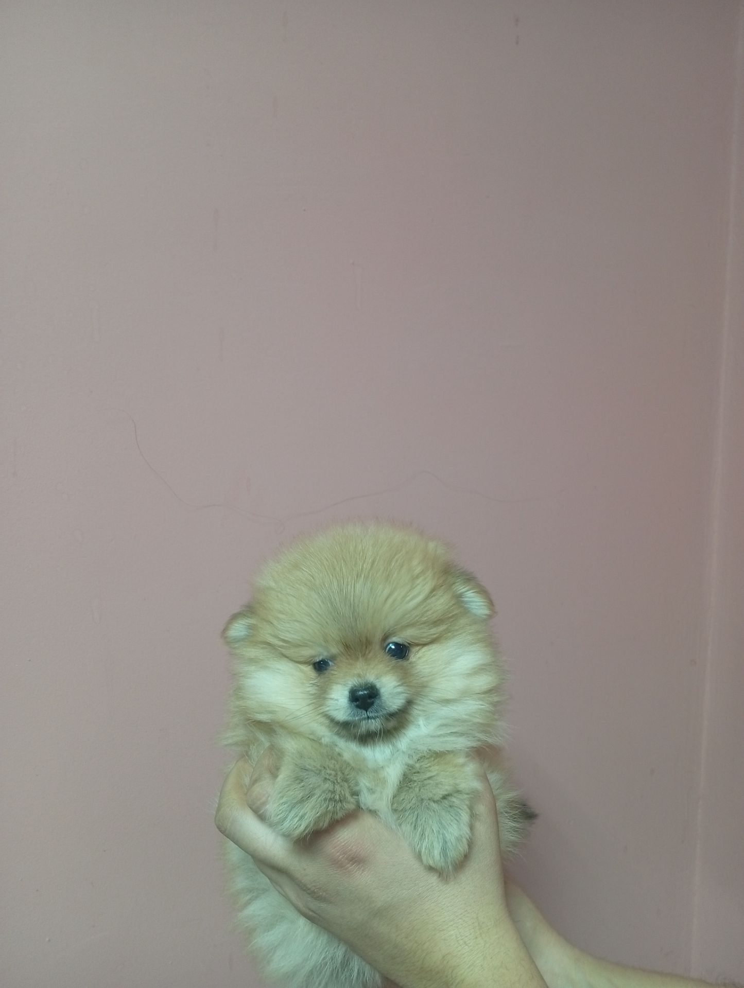 Щенки померанського шпіца