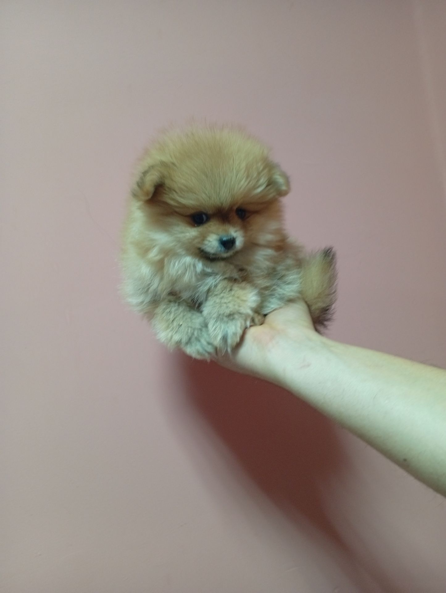 Щенки померанського шпіца