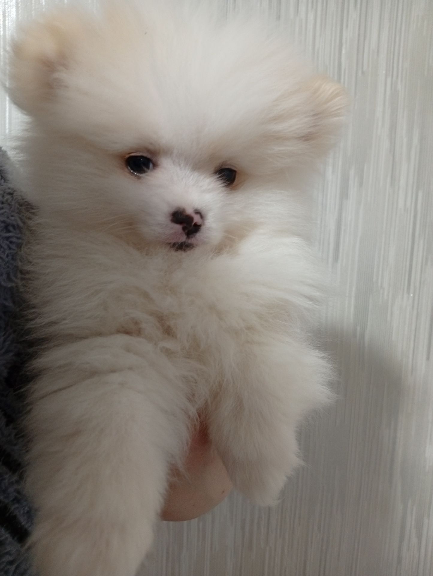 Щенки померанського шпіца