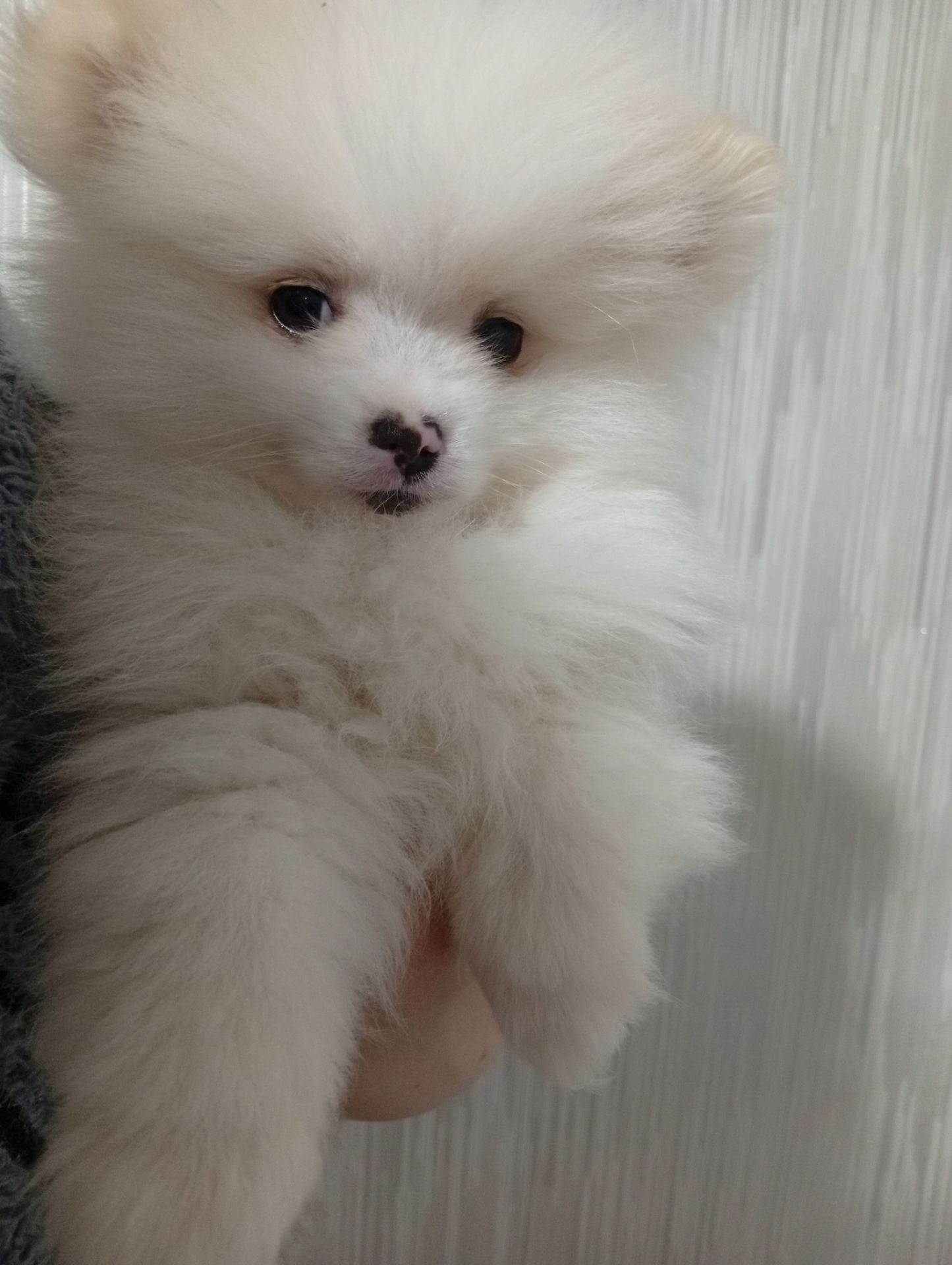 Щенки померанського шпіца