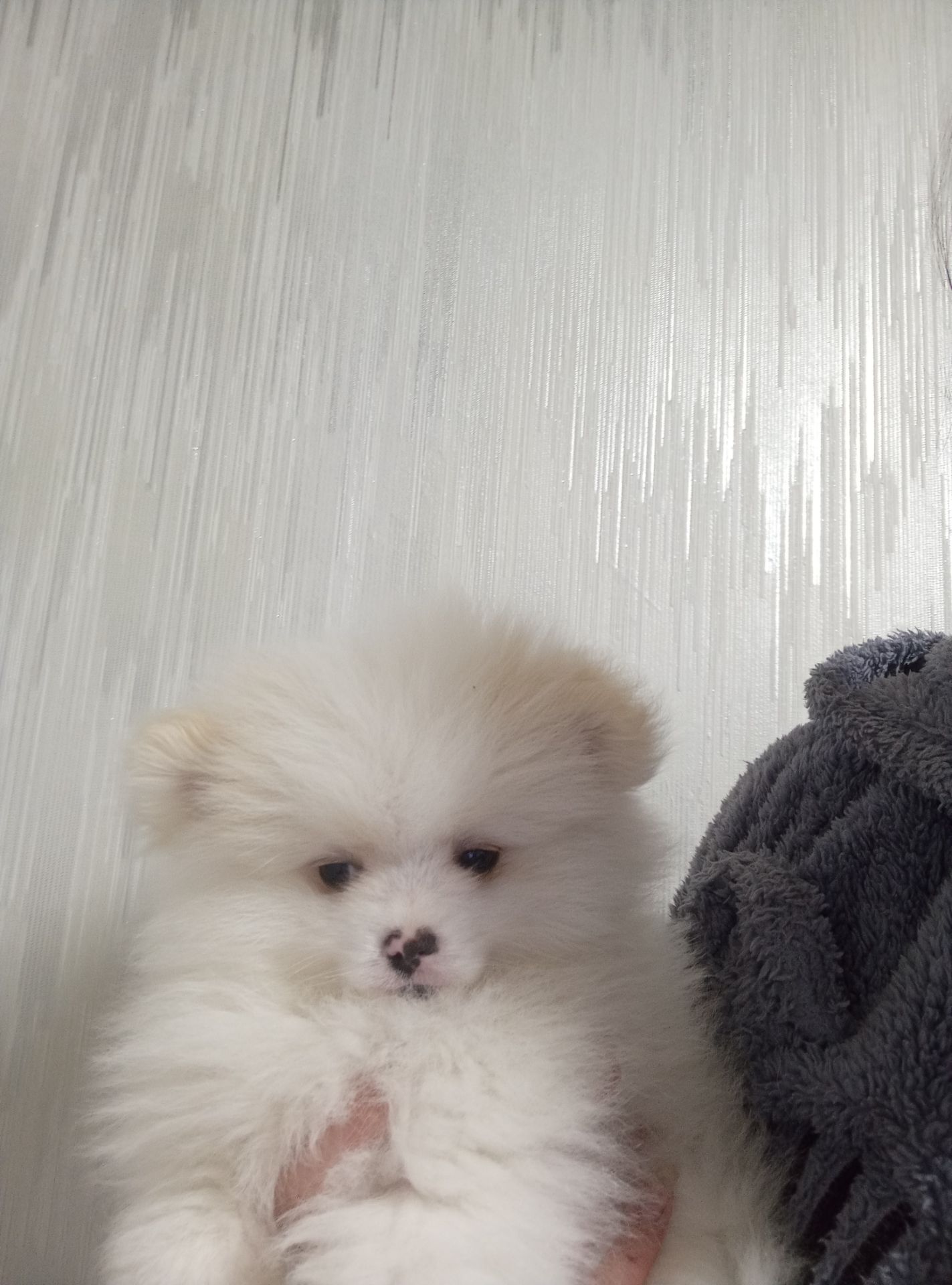 Щенки померанського шпіца