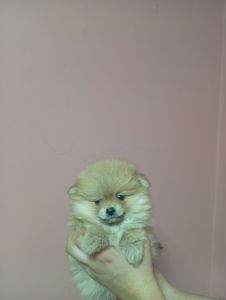 Щенки померанського шпіца