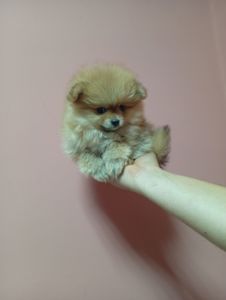 Щенки померанського шпіца