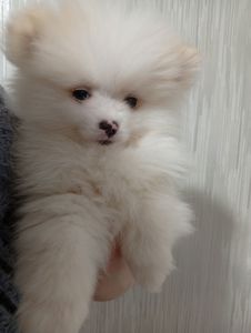 Щенки померанського шпіца