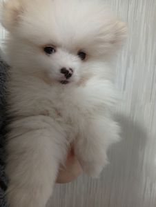 Щенки померанського шпіца