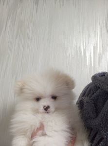 Щенки померанського шпіца