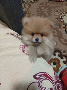 Щенки померанського шпіца