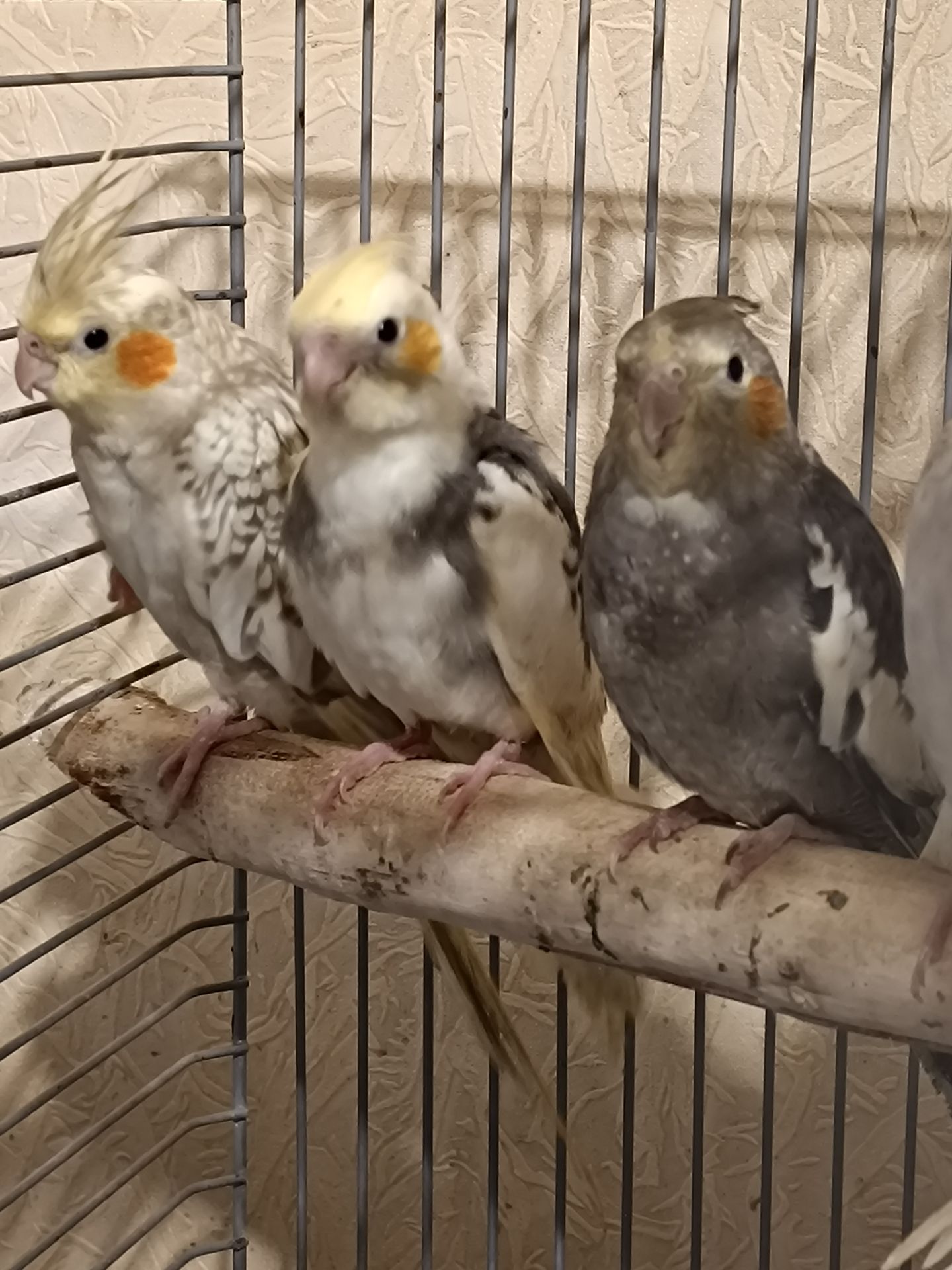 Малыши Корелл ( 2 месяца)