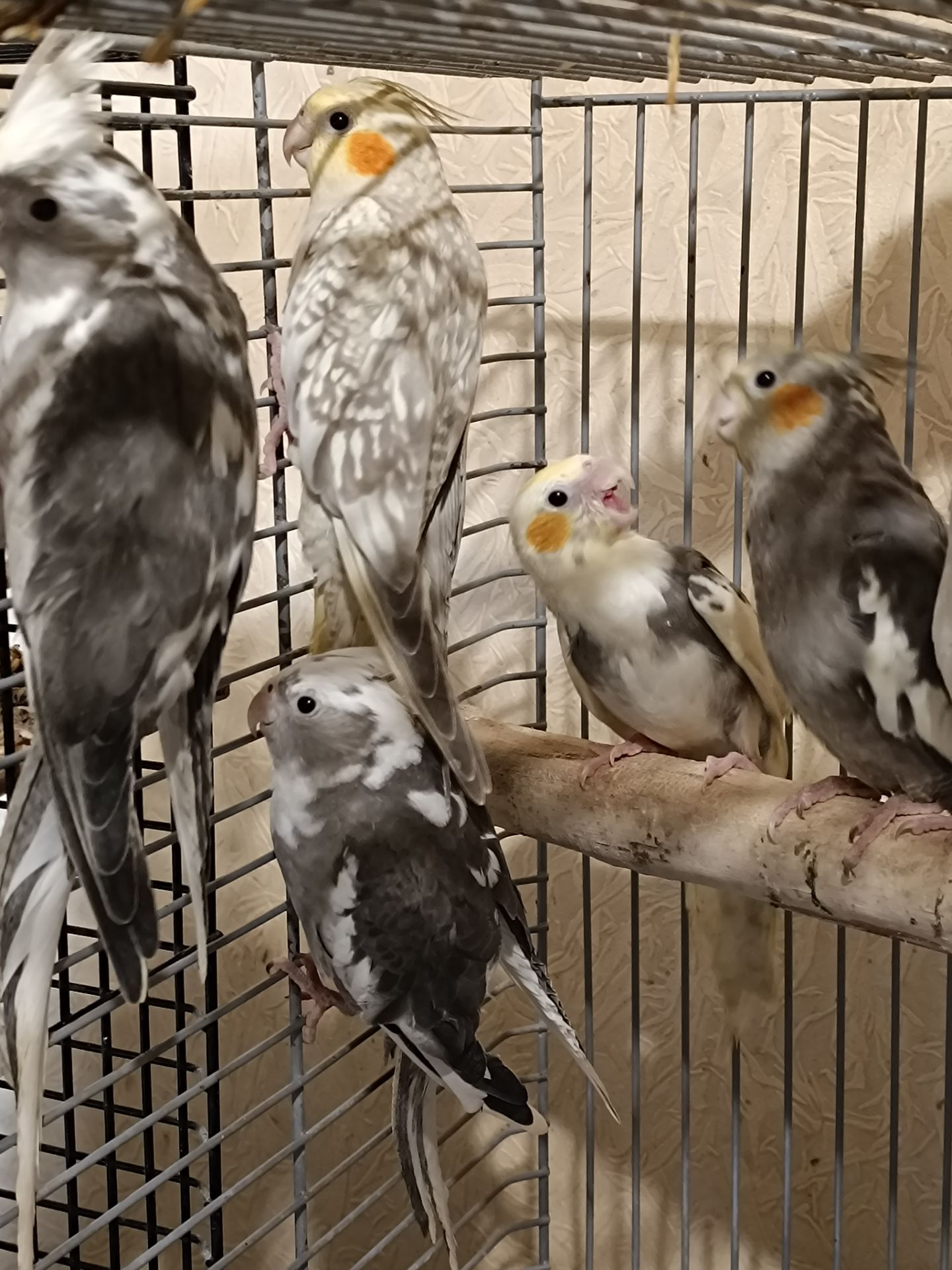 Малыши Корелл ( 2 месяца)