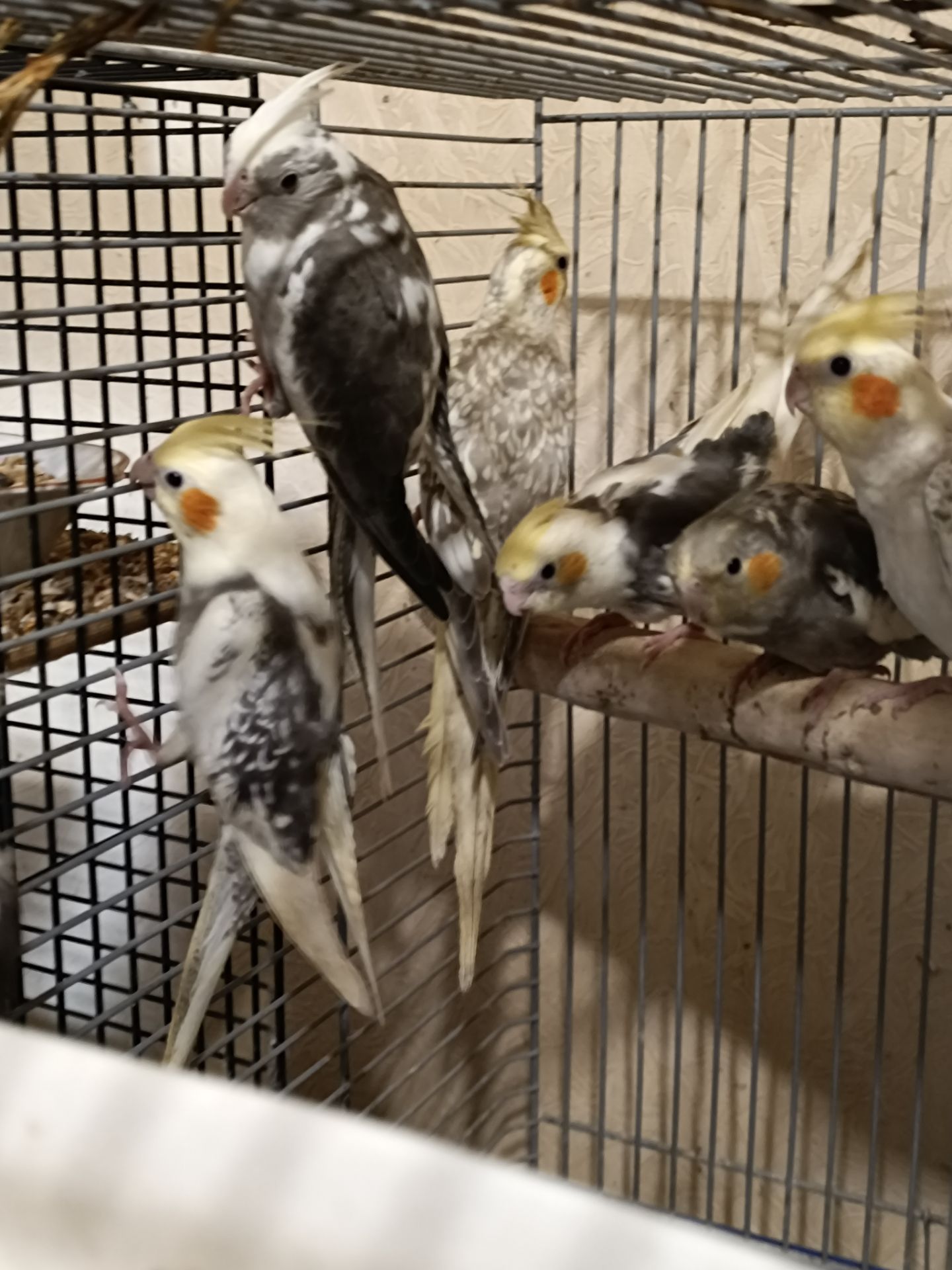 Малыши Корелл ( 2 месяца)