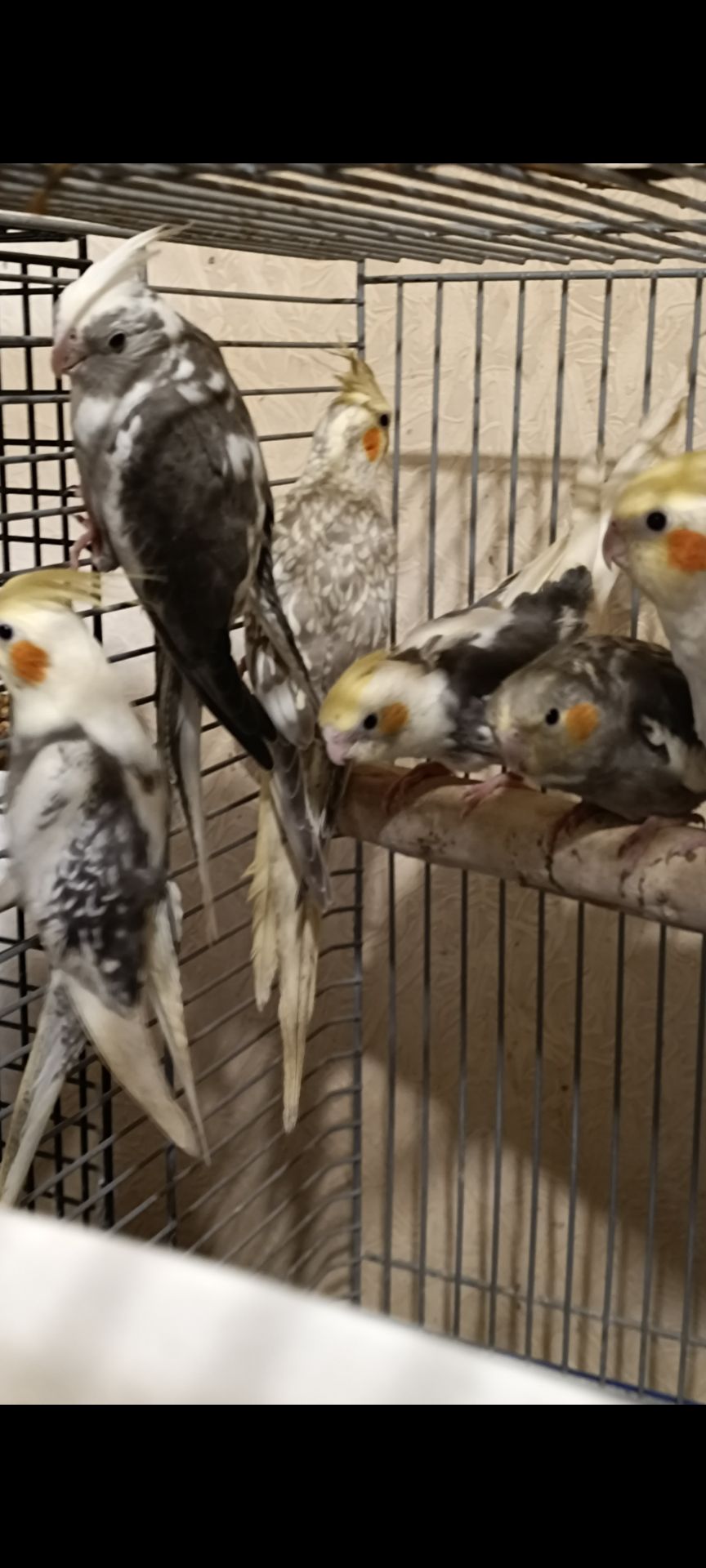 Малыши Корелл ( 2 месяца)