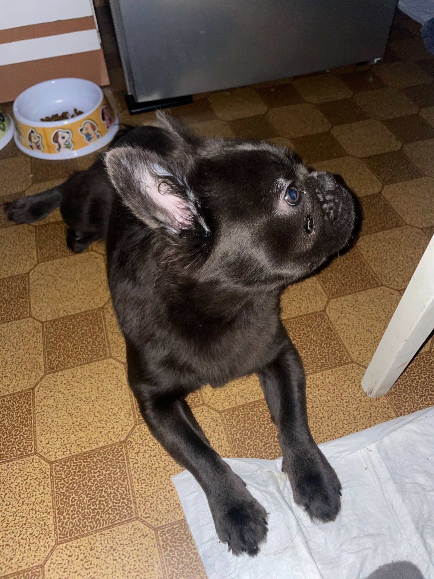 Французский бульдог