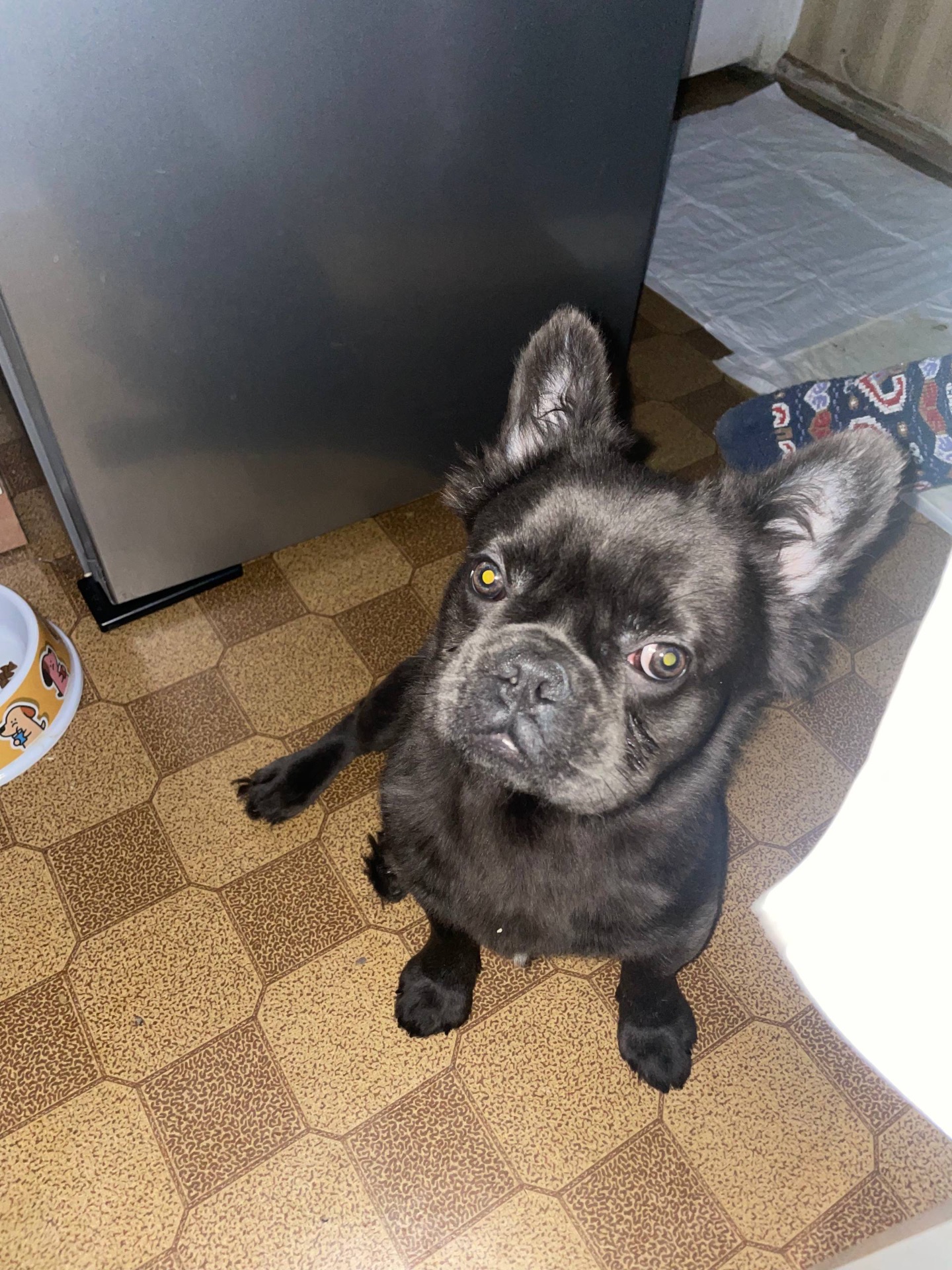 Французский бульдог