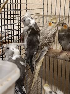 Малыши Корелл ( 2 месяца)