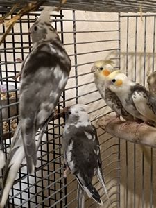 Малыши Корелл ( 2 месяца)