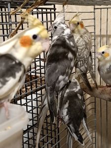 Малыши Корелл ( 2 месяца)