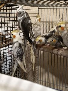 Малыши Корелл ( 2 месяца)