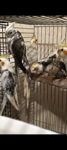 Малыши Корелл ( 2 месяца)