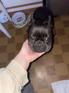 Французский бульдог