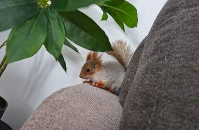 Белка для дома, для семьи