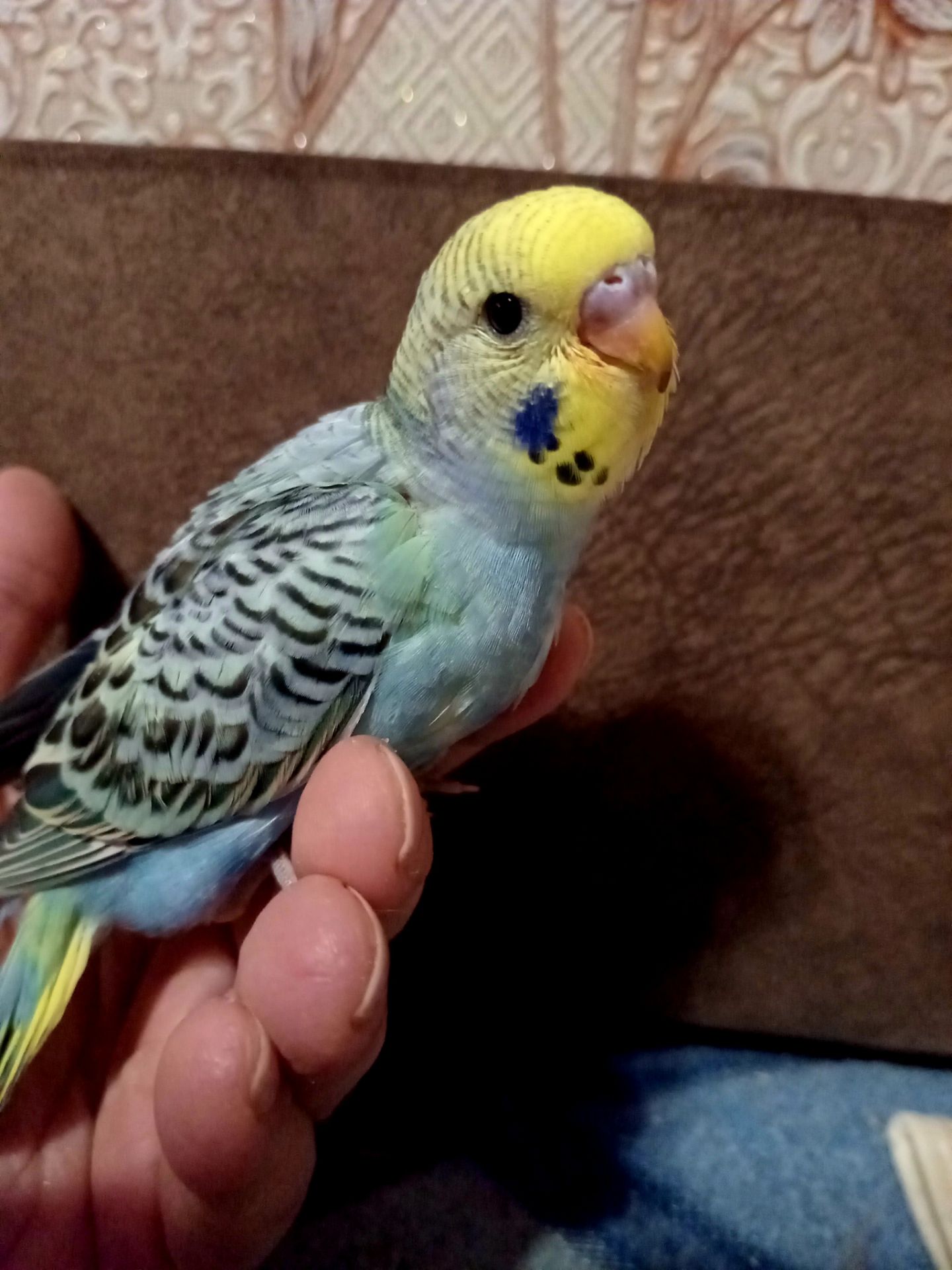 Хвилястий папуга