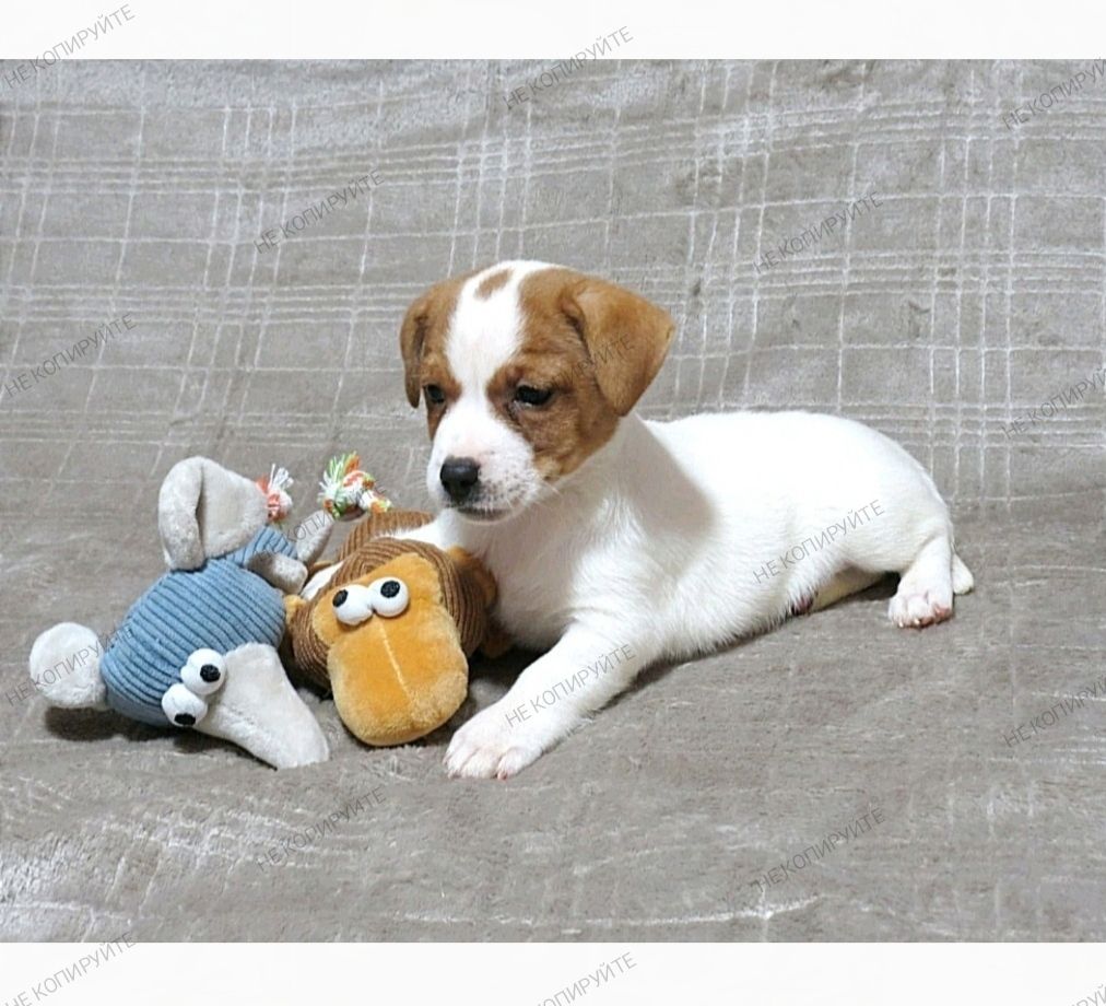 Краща дівчинка у посліді Джек Рассел тер'єр з документами клубу КСУ