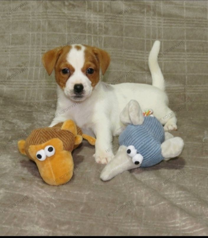 Краща дівчинка у посліді Джек Рассел тер'єр з документами клубу КСУ