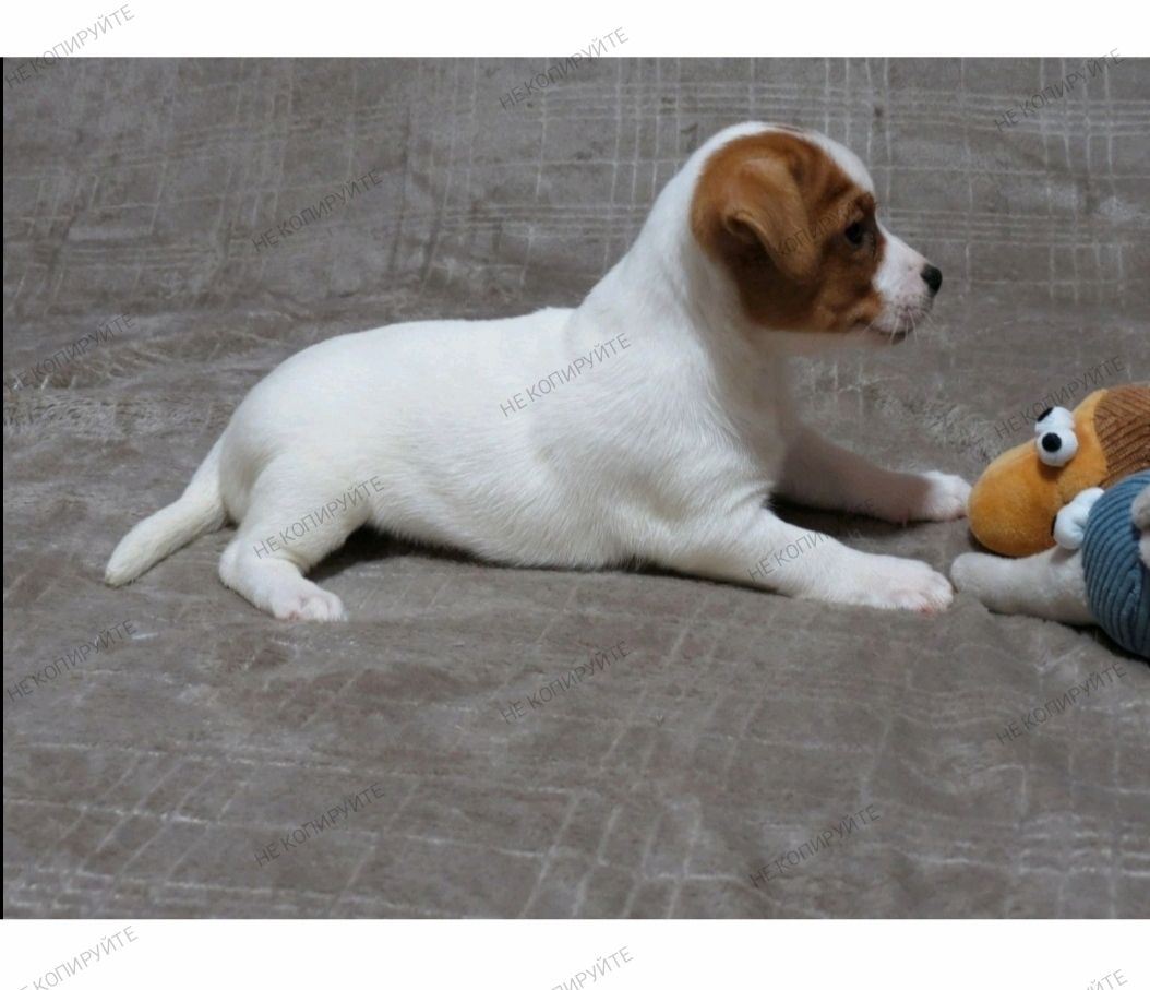 Краща дівчинка у посліді Джек Рассел тер'єр з документами клубу КСУ