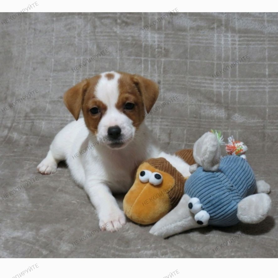 Краща дівчинка у посліді Джек Рассел тер'єр з документами клубу КСУ