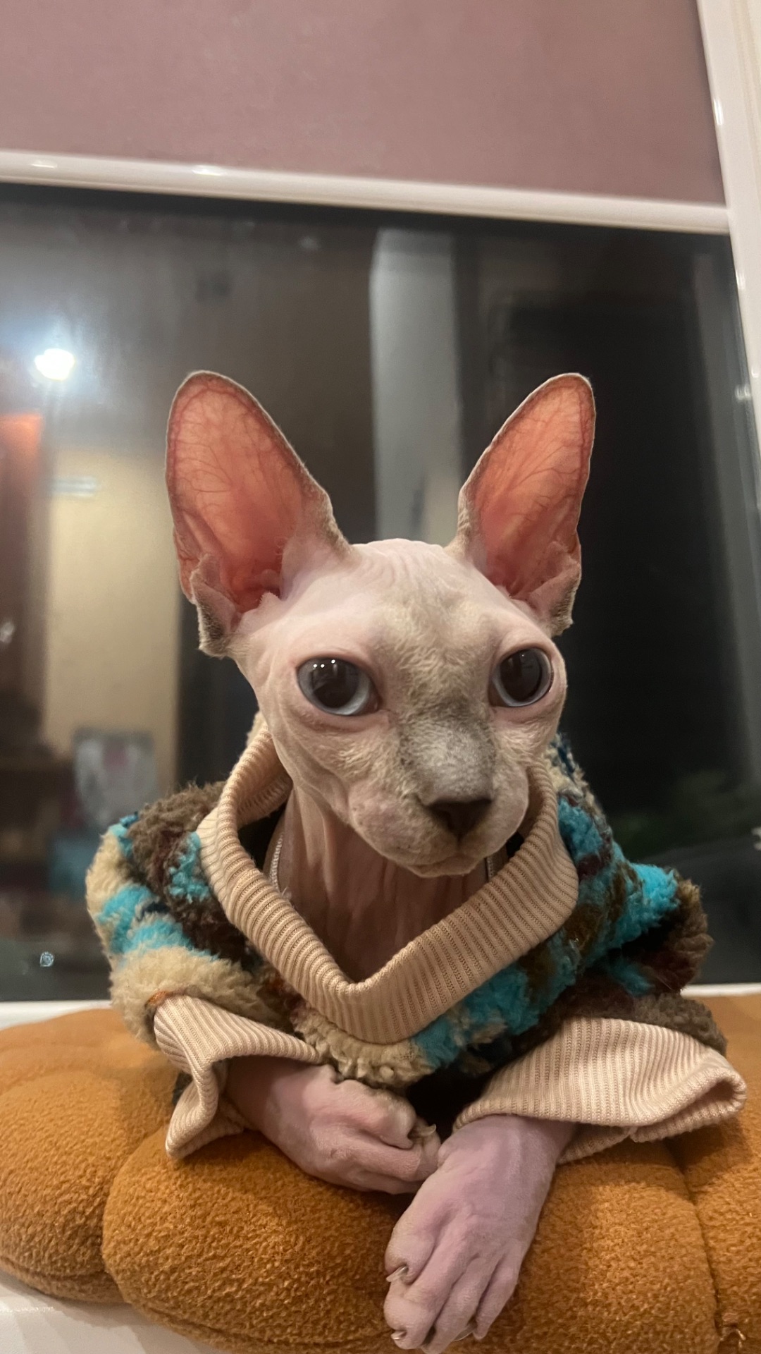 Кошенята Канадський сфінкс