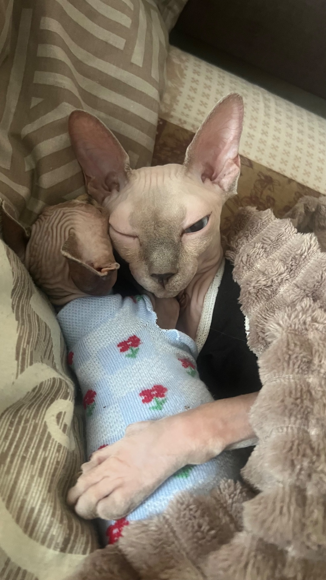 Кошенята Канадський сфінкс